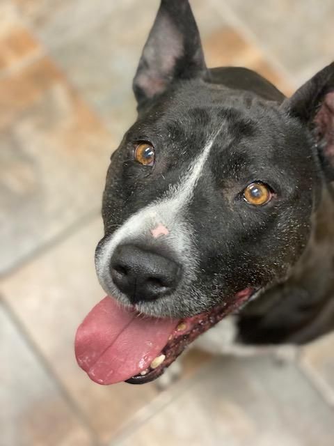 Codex and Proxy (MALE/FEMALE BONDED PAIR) is a American Bully dog, available for adoption in Rawlins, WY.