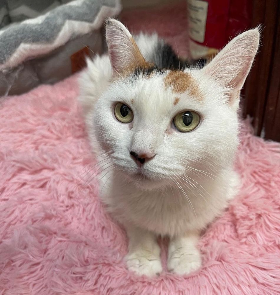 Pearl is a Calico cat, available for adoption in Perrineville, NJ.