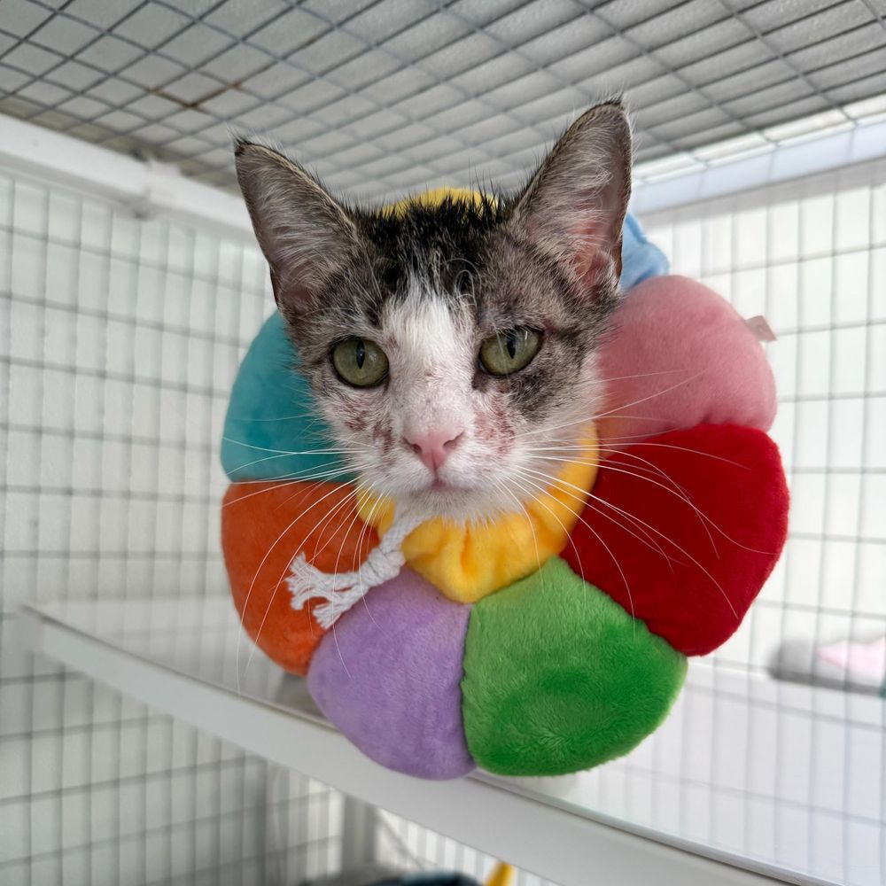 Bunny is a Domestic Short Hair cat, available for adoption in Waynesville, NC.