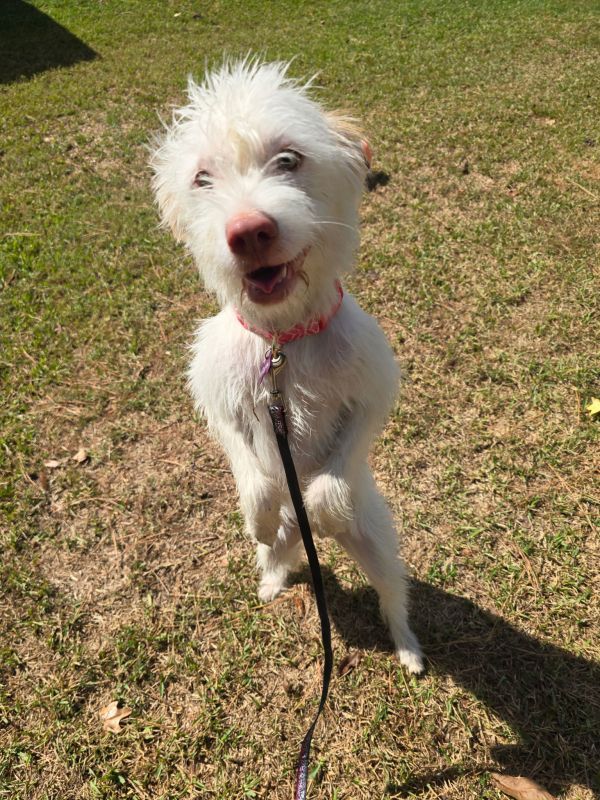 Fern is a Maltese and Schnauzer dog, available for adoption in Texarkana, TX.