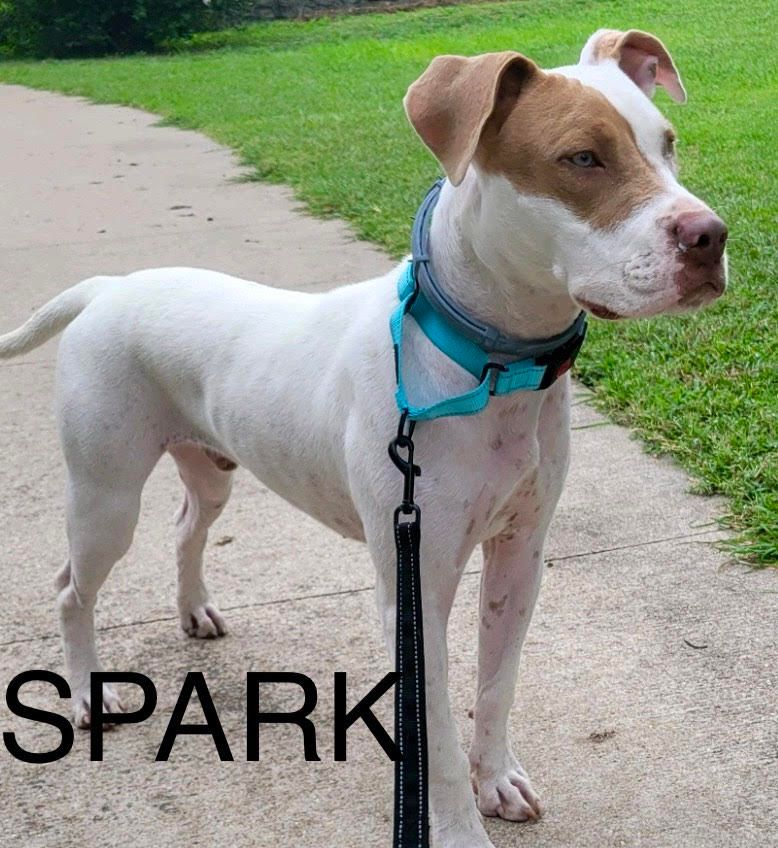 SPARK-Endless Entertainment is a Pit Bull Terrier and Mixed Breed dog, available for adoption in Hamilton, TX.