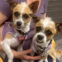 Kenny and Danny BONDED BROTHERS is a Terrier dog, available for adoption in Huntington, NY.