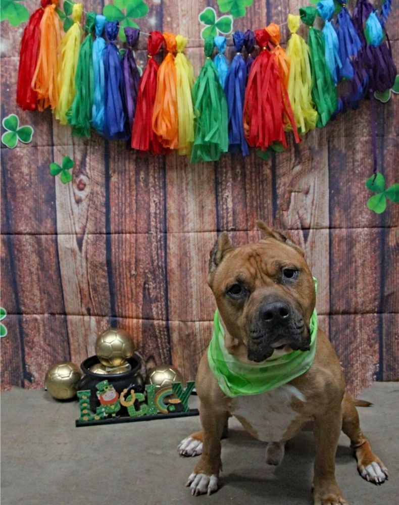 Burrito is a American Staffordshire Terrier and Pit Bull Terrier dog, available for adoption in Graham, TX.
