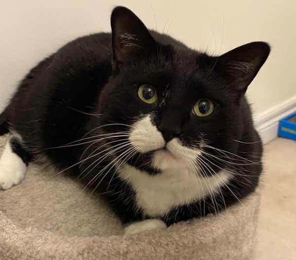 Neville (+Chenille) is a Domestic Short Hair mix cat, available for adoption in Richmond Hill, ON.