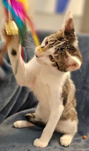 Noah - Petsmart Plantation Foster Home is a Domestic Short Hair cat, available for adoption in Oakland Park, FL.