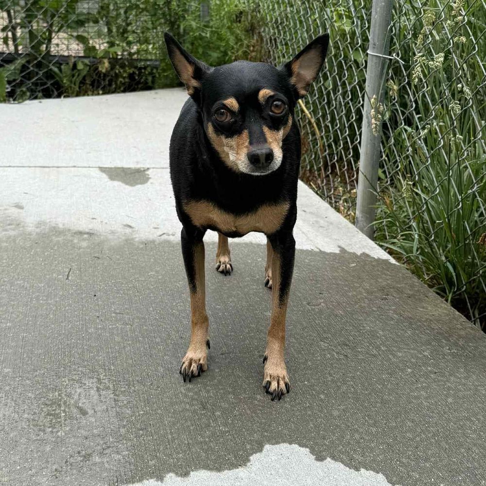 Cash - In Foster is a Miniature Pinscher dog, available for adoption in Kalamazoo, MI.