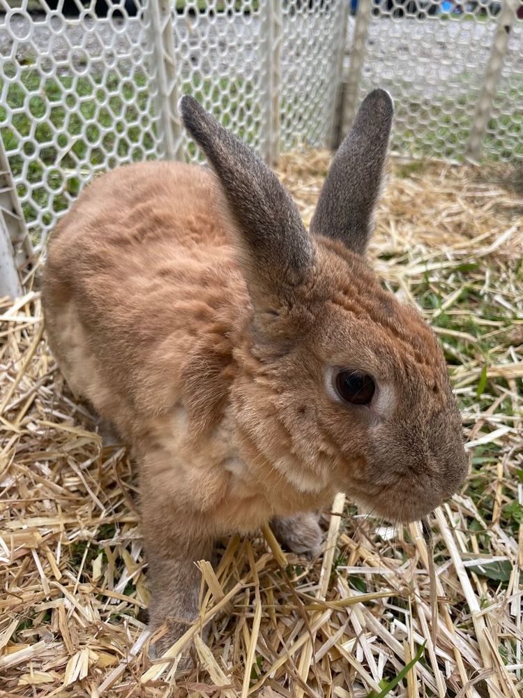 Miracle Bonded with Julian is a Rex rabbit, available for adoption in Oxford, GA.