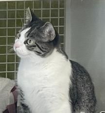 Agnes is a Domestic Short Hair cat, available for adoption in Cincinnati, OH.