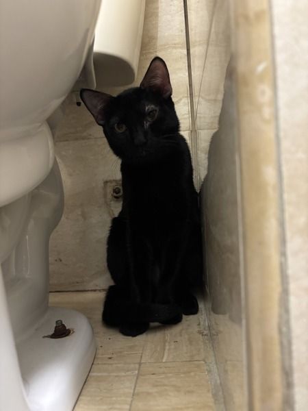 Boom Chocolatta is a Domestic Short Hair mix cat, available for adoption in New York, NY.