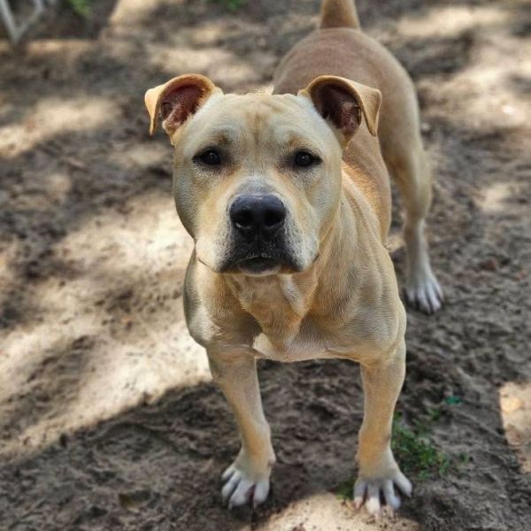 Briggs is a Mixed Breed dog, available for adoption in Sarasota, FL.