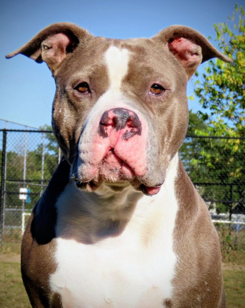 25-403 Zena is a Pit Bull Terrier dog, available for adoption in Amityville, NY.