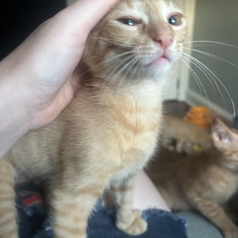 Thorn is a Domestic Short Hair cat, available for adoption in Buffalo, NY.
