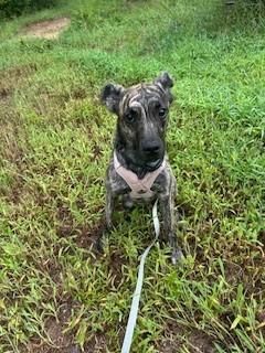 Indie is a Dutch Shepherd and Plott Hound dog, available for adoption in Paterson, NJ.