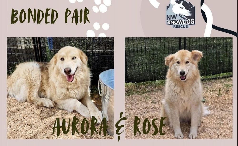 Aurora & Rose is a Alaskan Malamute mix dog, available for adoption in Deer Park, WA.