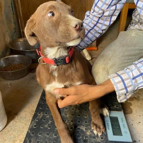 APM-Stray-ap20 is a Chocolate Labrador Retriever dog, available for adoption in Tucson, AZ.