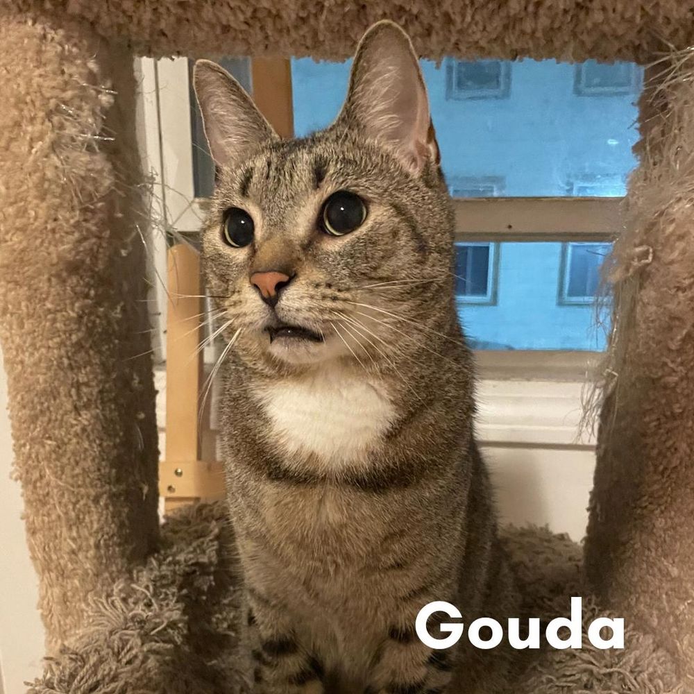 Gouda is a Domestic Short Hair cat, available for adoption in New Haven, CT.