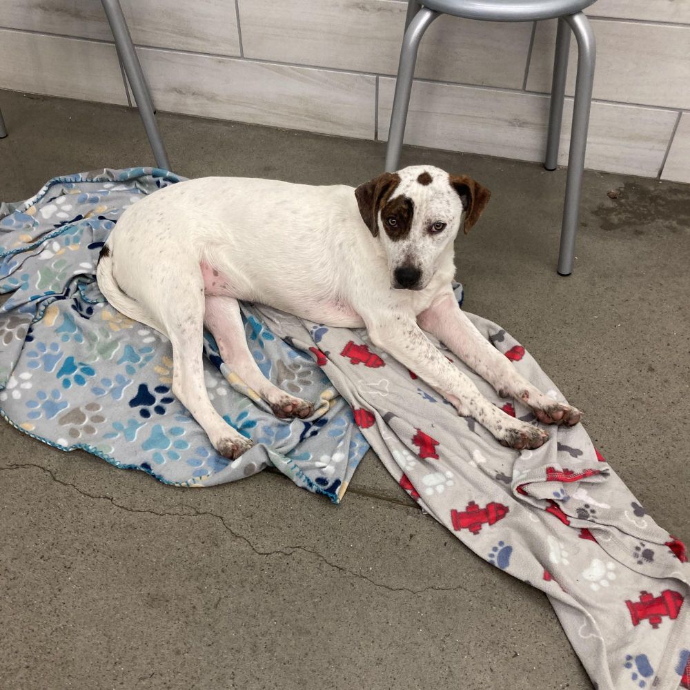Twiggy is a Wirehaired Terrier and Plott Hound dog, available for adoption in Plano, TX.