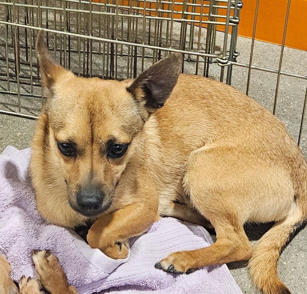 Victor is a Chihuahua mix dog, available for adoption in Littleton, CO.