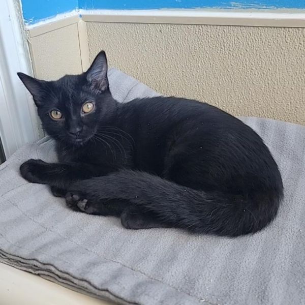 Shadow Junior is a Domestic Short Hair cat, available for adoption in Mankato, MN.