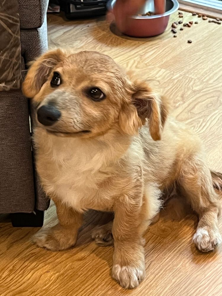 Rascal is a Corgi dog, available for adoption in San Diego, CA.