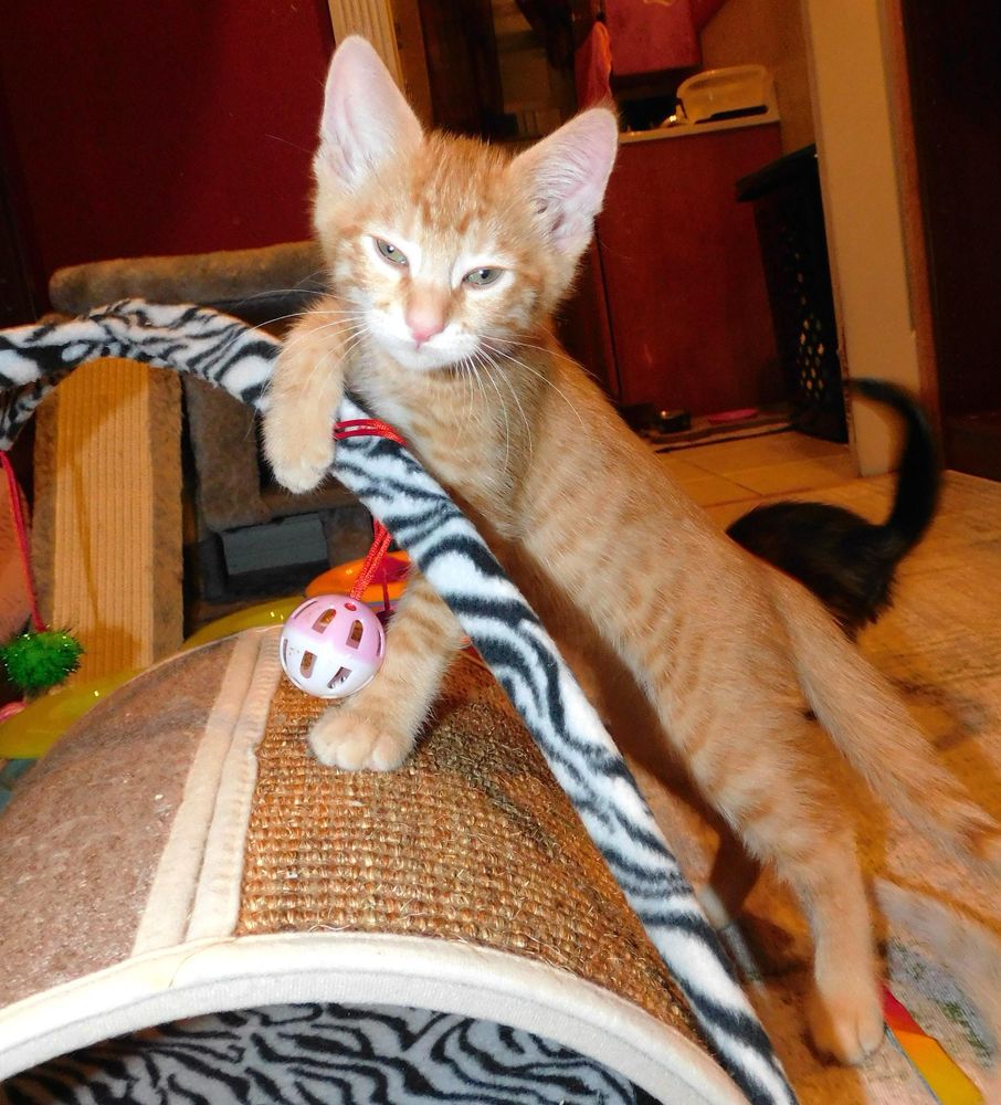 Jackson is a Tabby cat, available for adoption in Rancho Palos Verdes, CA.
