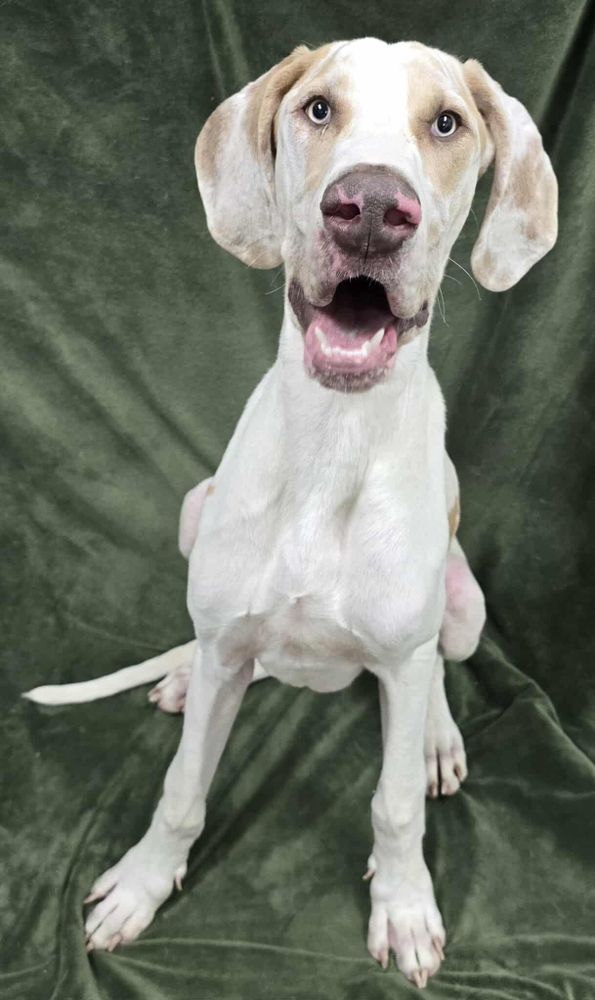 Popcorn is a Great Dane dog, available for adoption in Frankfort, IN.