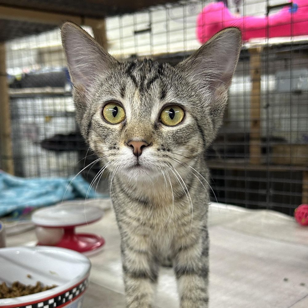 Abigail is a Domestic Short Hair cat, available for adoption in Avon, OH.