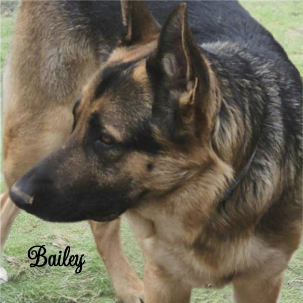 Bailey - adoption pending is a German Shepherd Dog available for adoption in Palm Harbor, FL.