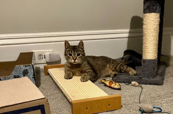 Missi is a Domestic Short Hair mix cat, available for adoption in Minneapolis, MN.