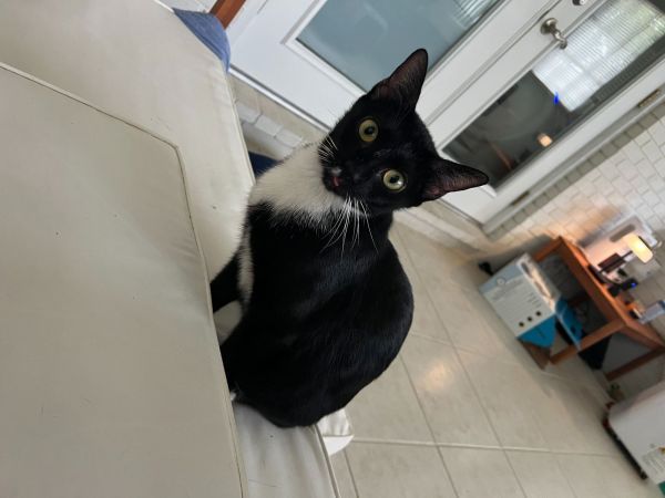 Momma Moana is a Domestic Short Hair mix cat, available for adoption in Oviedo, FL.