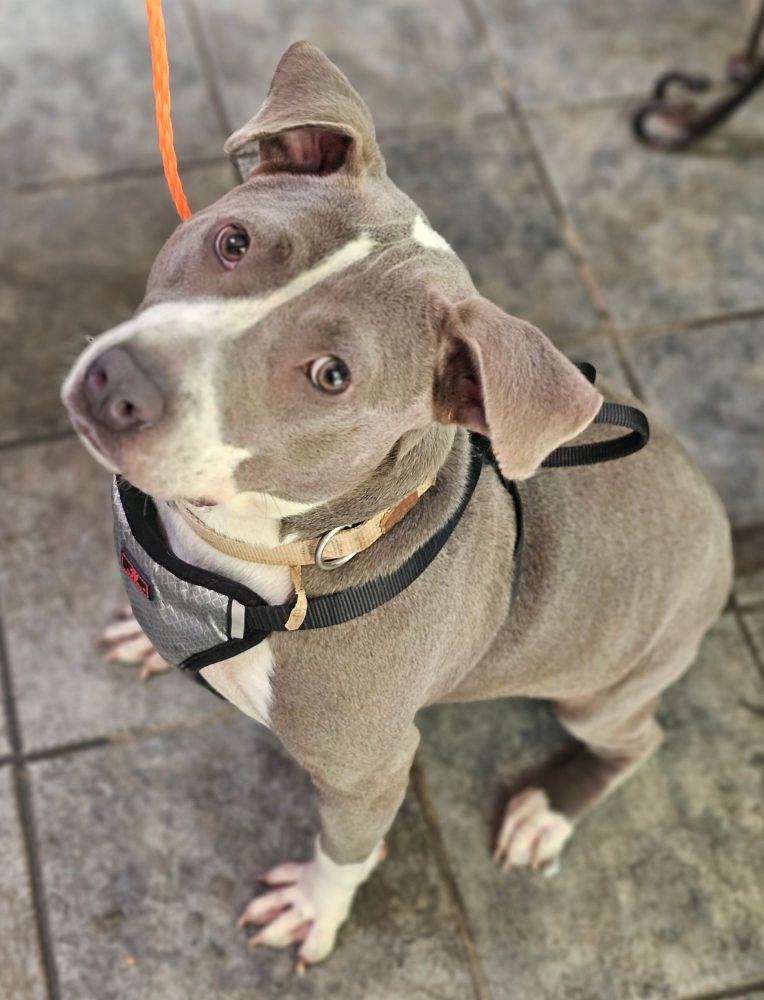 MARIE is a American Bully dog, available for adoption in Homewood, AL.