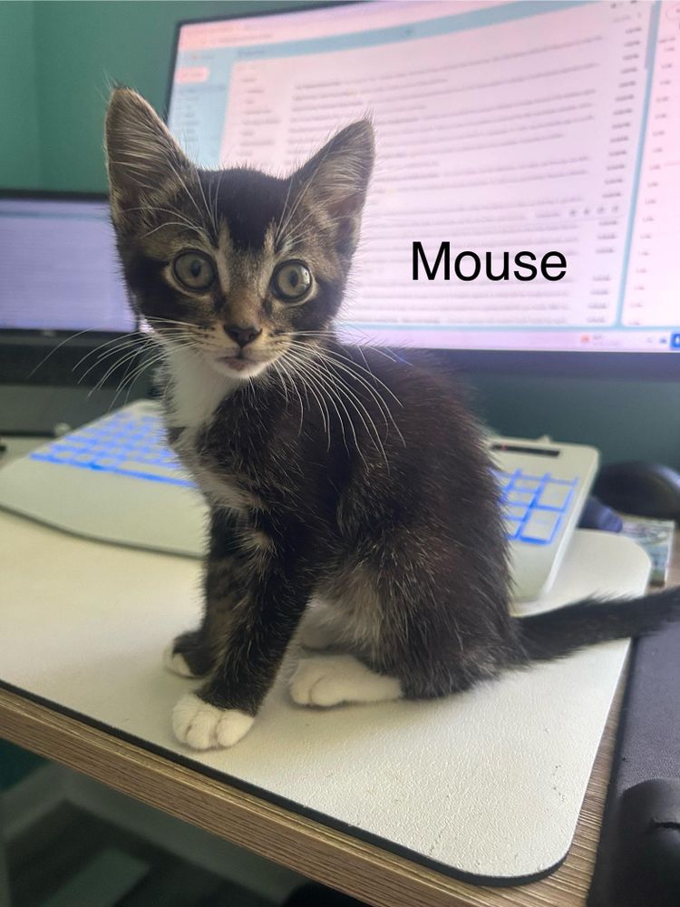 Mouse is a Domestic Short Hair cat, available for adoption in Lauderhill, FL.