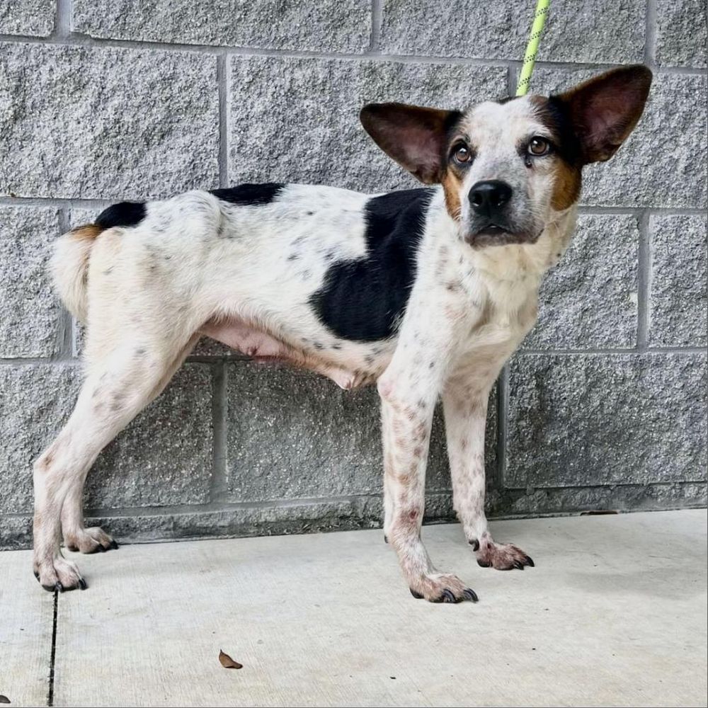 Edith (Little) is a Cattle Dog and Mixed Breed available for adoption in Fargo, ND.