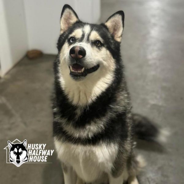 Huckleberry is a Husky dog, available for adoption in Eufaula, OK.
