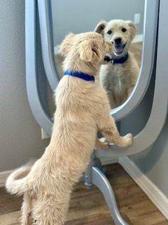 Sophie is a Mixed Breed dog, available for adoption in Page, AZ.