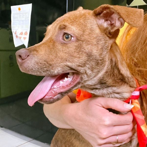 Batman is a Mixed Breed dog, available for adoption in Ferndale, WA.