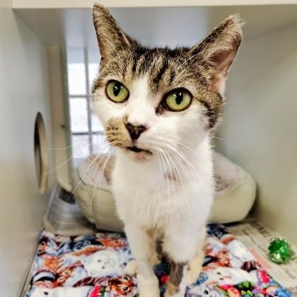 Henson is a Domestic Short Hair cat, available for adoption in Phoenixville, PA.