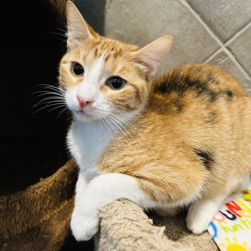Jinx is a Domestic Short Hair cat, available for adoption in Seguin, TX.