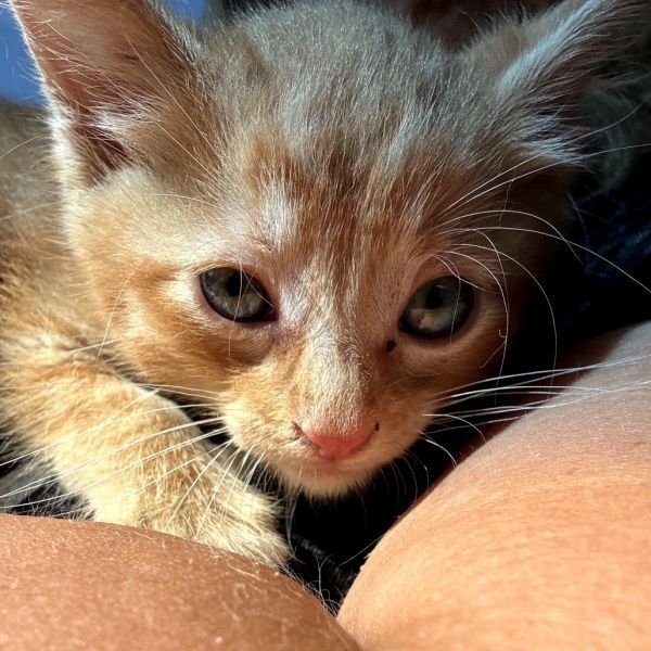 Spicy Cheddar is a Domestic Short Hair cat, available for adoption in Rochester, MN.