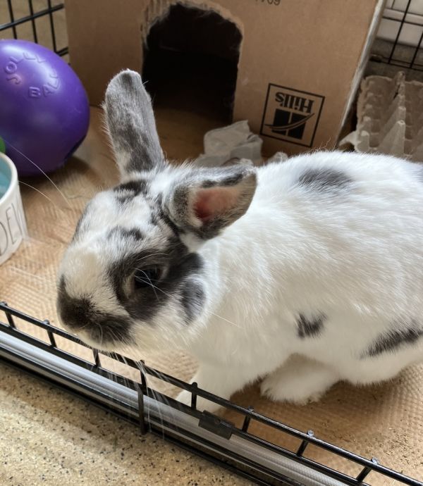 Jeffy is a Dwarf mix rabbit, available for adoption in Westford, MA.