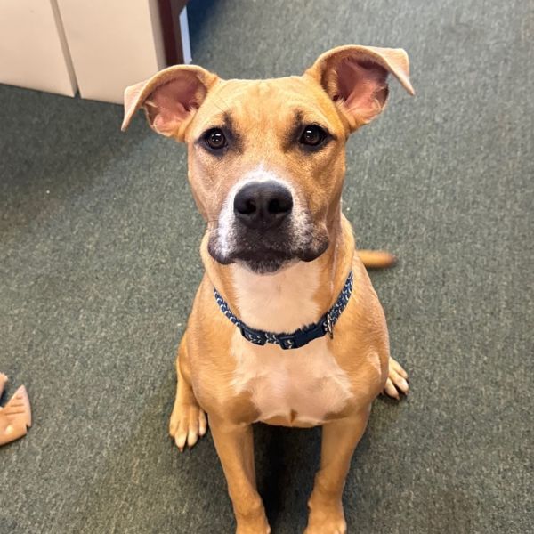Muenster is a Australian Kelpie and American Staffordshire Terrier dog, available for adoption in Austell, GA.