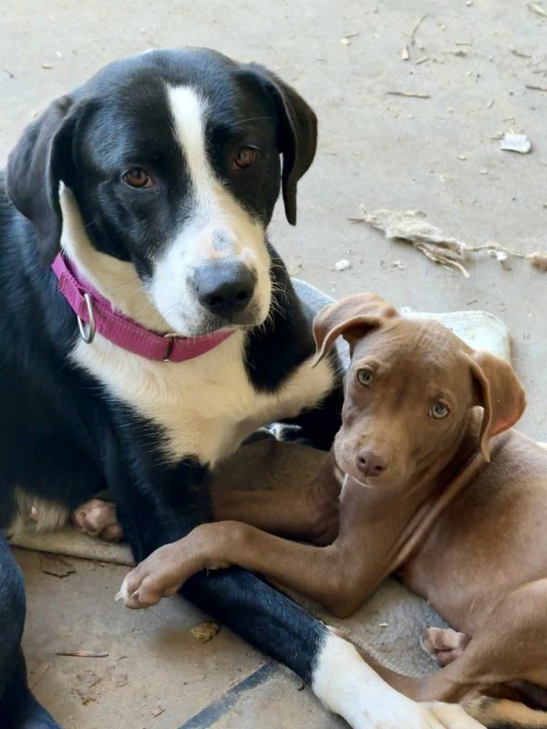 Cali is a Border Collie mix dog, available for adoption in Silsbee, TX.