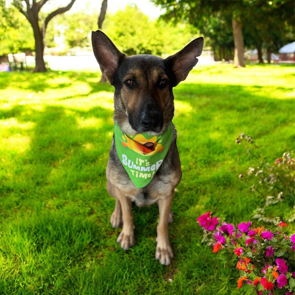 MAX GS is a German Shepherd Dog available for adoption in Allen, TX.
