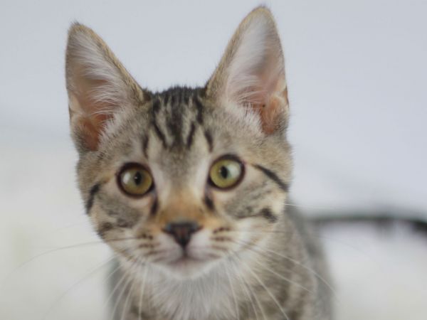 Baker is a Domestic Short Hair and Tabby cat, available for adoption in Cookeville, TN.