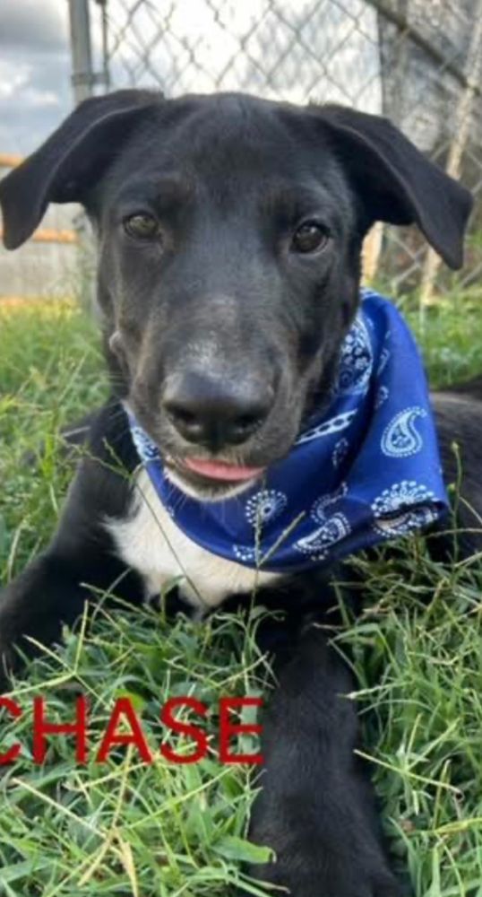 Chase FosterHome SweetFunGuy is a Black Labrador Retriever mix dog, available for adoption in Oklahoma City, OK.