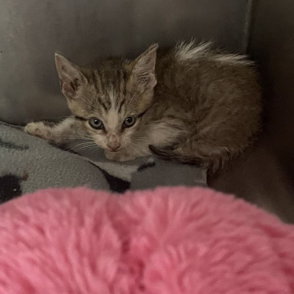 Kevin is a Domestic Short Hair cat, available for adoption in Dickinson, TX.