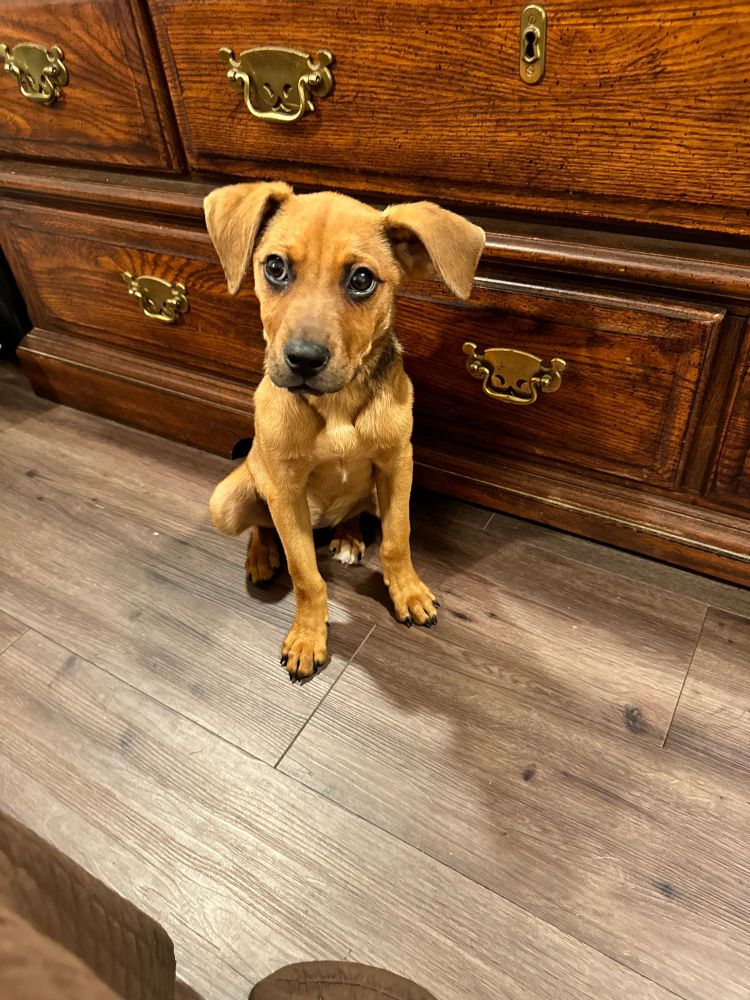 Lucy Lou is a Hound mix dog, available for adoption in Clayton, GA.