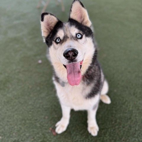 Jasper is a Siberian Husky dog, available for adoption in Riverside, CA.