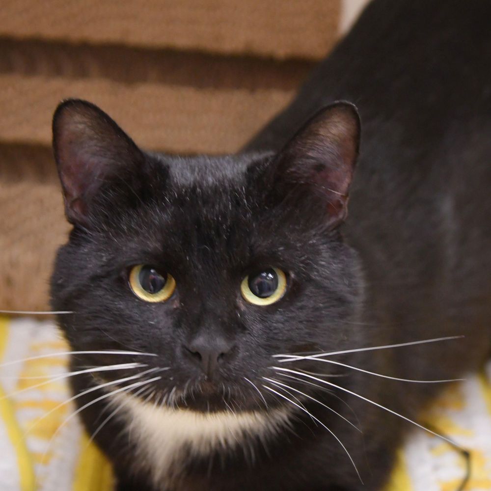 Sylvester is a Domestic Medium Hair cat, available for adoption in Dallas, TX.