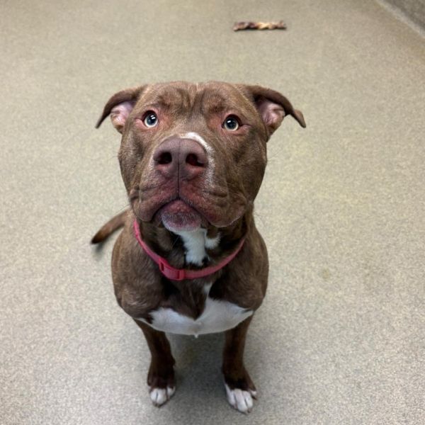 Goliath 2615 is a Mixed Breed dog, available for adoption in Columbus, GA.